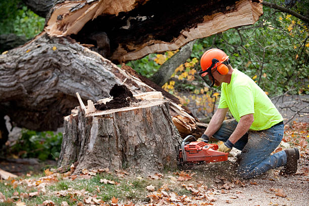 Why Choose Our Tree Removal Services in Granby, CO?